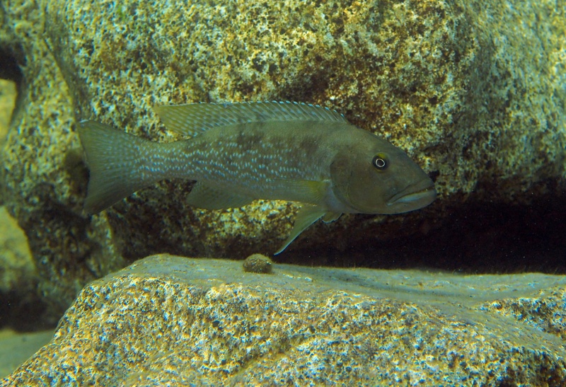 Lepidiolamprologus profundicola 'Ifala'